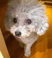 はるひま