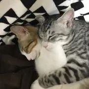 ラフィナ