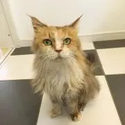 まゆ