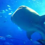 こんにちは( ˘ω˘ )