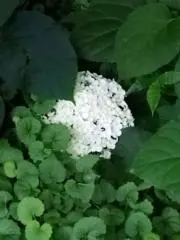 【AYA】