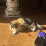 ゆっきーの画像