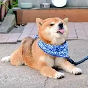 もも