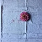 Anemone