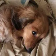 ddyyの画像