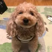 ともこ