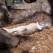 oの画像
