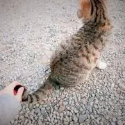 こんぶ