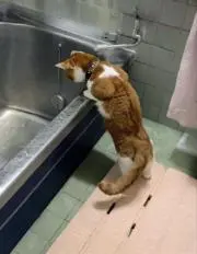 チュームの画像