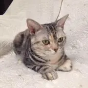 Charlieの画像