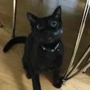 クロネコヤマト