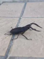 クロベーの画像