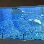 azumaruの画像