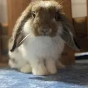 Sの画像