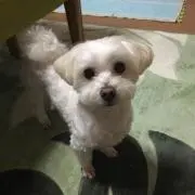 レオ