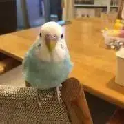 ままりん