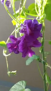 ルビィ
