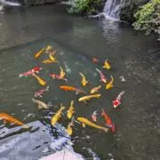 きんの画像