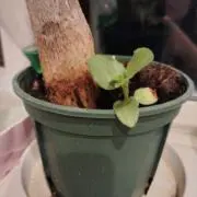 senaの画像