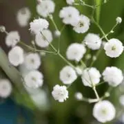 シルク※匿名配送⭕️即購入⭕️※の画像