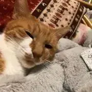 くるちゃんの画像