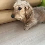 けけ