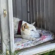 こばきちの画像