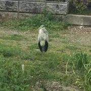 もみな