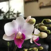 Peaceの画像