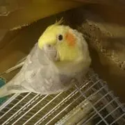 りんららの画像