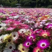 ささの画像