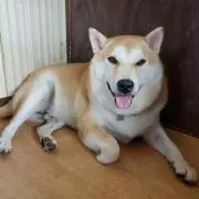 まやまの画像