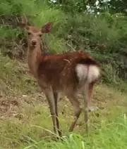 あさの画像