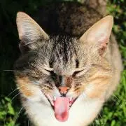 五ェ門キャットの画像