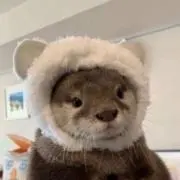 AIRIの画像