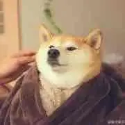 柴だいすき