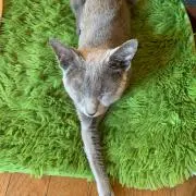rizの画像