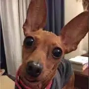 モチヅキ