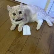 はなの画像