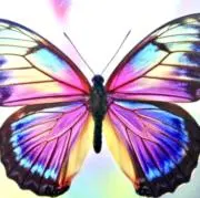 Gioの画像