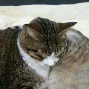 アドチャンらぶ