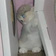 kitten