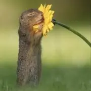 メルの画像
