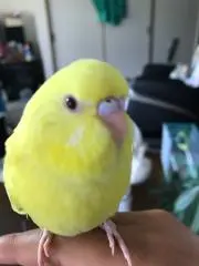 ピーちゃん