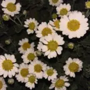 にゃんの画像