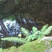 鬼蕗の画像