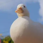 まるおの画像