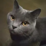 テトネコの画像