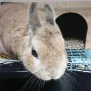 うさソラの画像
