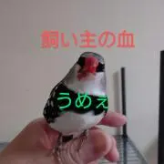 Aru Sohdaroh